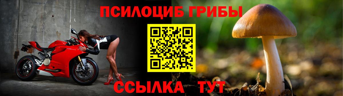 Псилоцибиновые грибы Psilocybe Старая Купавна